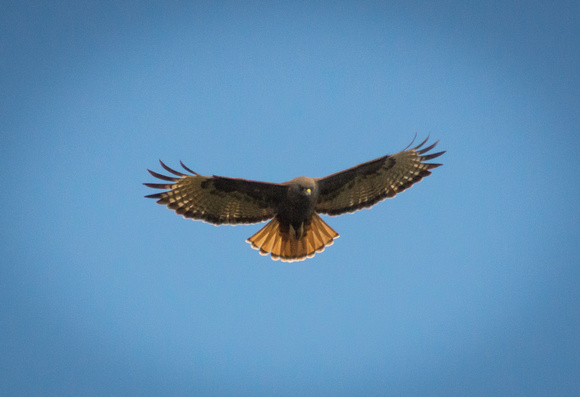 Dark Morph of Red Tailed Hawk