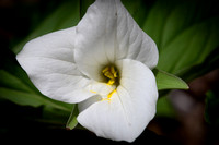 Large Flowered Trillium