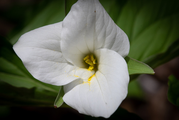 Large Flowered Trillium