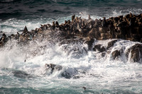 Elephant Seals