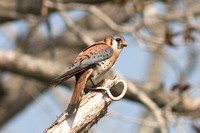 American Kestrel w-snake 7521.jpg