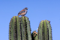 Bridled Sparrow