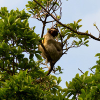 male three-toed sloth