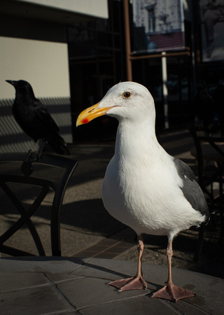 Gull & Crow