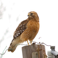 Red-Shouldered Hawk on Power Pole