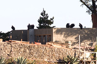 Condor's Dreamhouse_2230.jpg