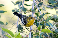 miller birding october 2007