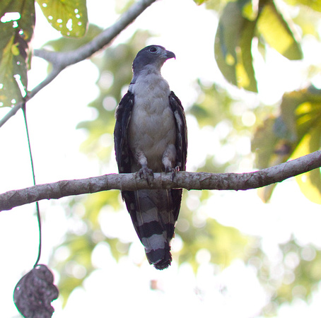 grey-headed kite