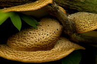 Shrooms