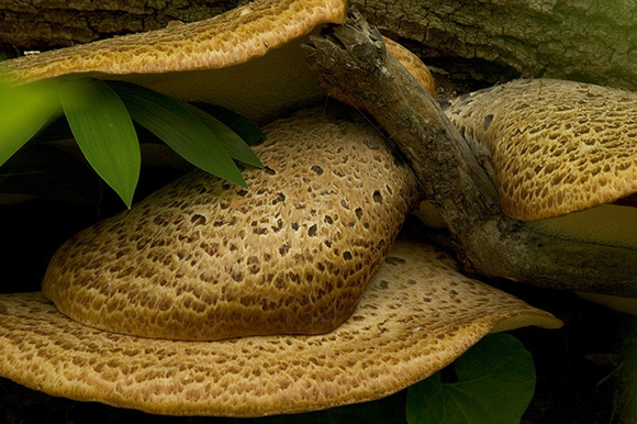 Shrooms