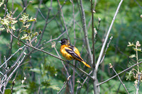 Soaking Oriole_0731.jpg