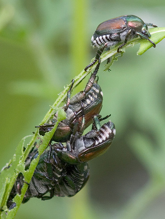 BeetleCluster