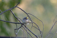 Golden Crowned Kinglet
