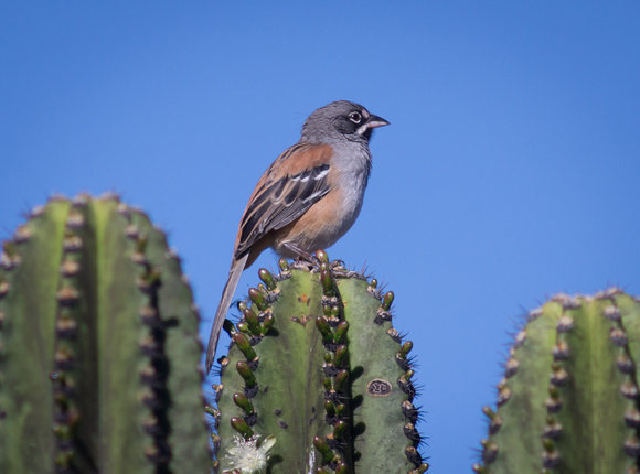 Bridled Sparrow