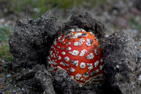 Mushroom