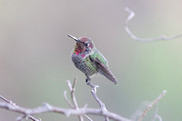 Anna's Hummingbird _2433.jpg