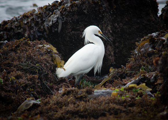 Snowy Egret