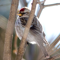 Petoskey Redpoll_2545.jpg