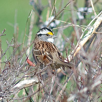 White-throated Sparrow 2.0_7482.jpg