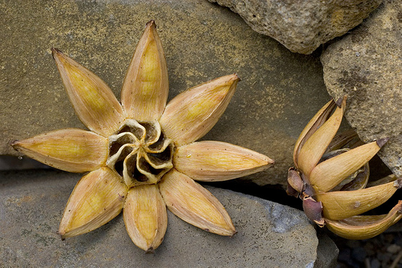 Autograph Tree Fruit