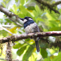 black-breasted puffbird