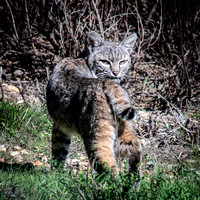 Bobcat