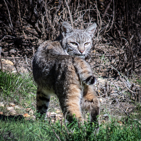 Bobcat