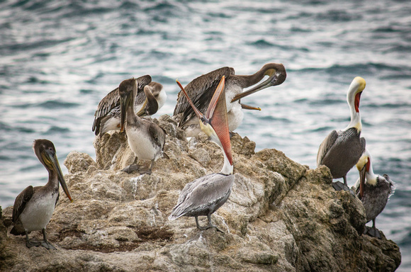 Pelicans