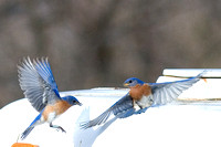 battling bluebirds_7370.jpg