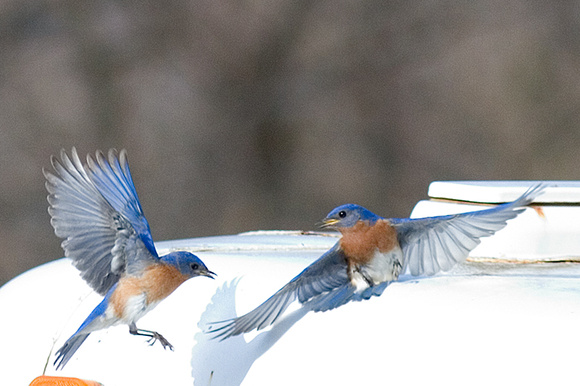 battling bluebirds_7370.jpg