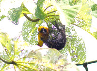 yellow-backed oriole building nest