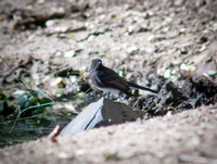 Black Phoebe