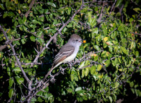 Nutting's Flycatcher