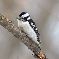 Indiana Birding February 2009