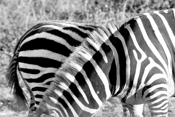 ZebraPuzzle