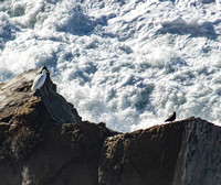 Egret & Oystercatcher