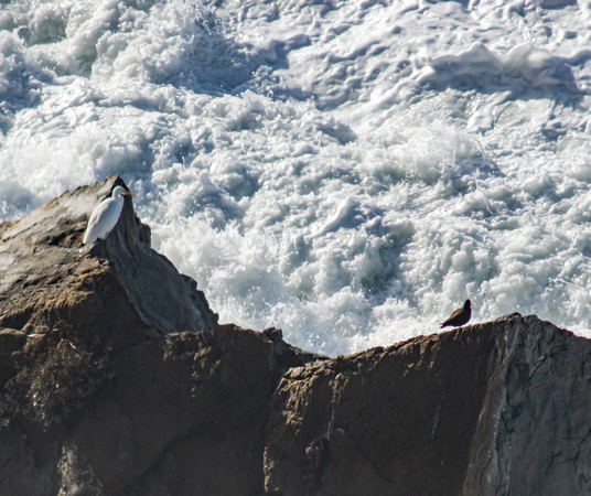 Egret & Oystercatcher