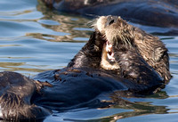 Hysterical Otter_1831.jpg