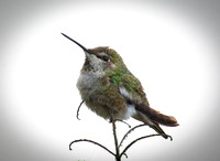 Anna's Hummingbird