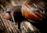 Snail