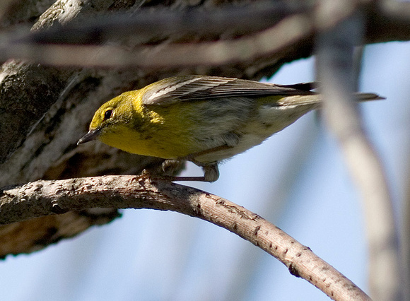 pine warbler perhaps_9318.jpg