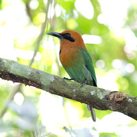 broad-billed motmot