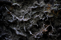 Dante'sTree