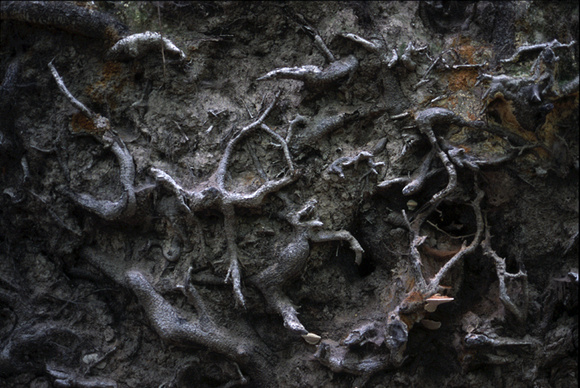 Dante'sTree