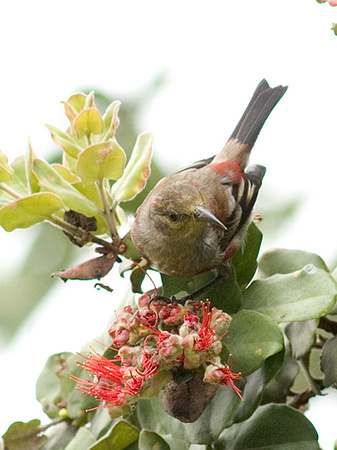 juvenile apapani