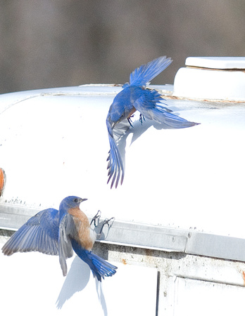 battling bluebirds_7371.jpg