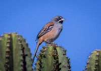 Bridled Sparrow