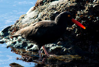 Oystercatcher