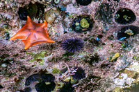 Tidepool