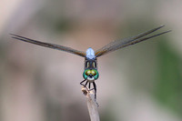 birding_61707